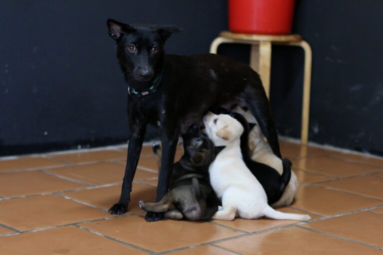 1.RescueImage 768x512