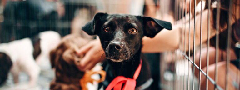 1163630455743 768x288