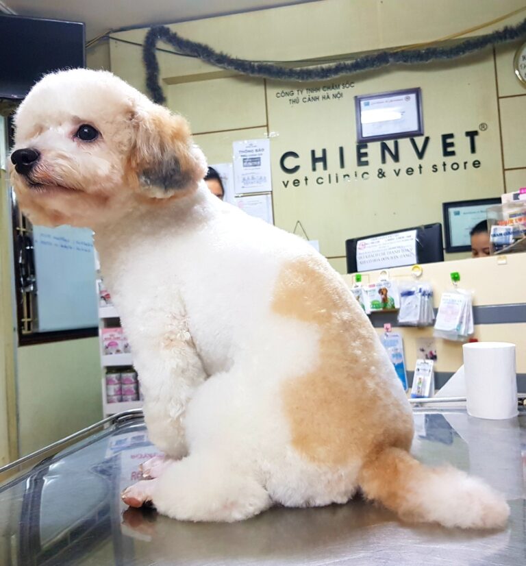 118803771 3221745334611491 3301701477404615383 n 768x826