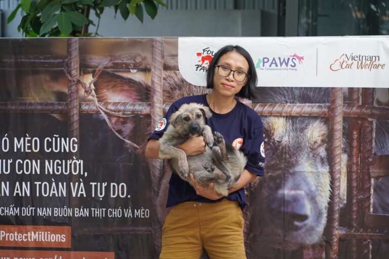 Sân Nhà Nhiều Chó 245463126 1480298372338169 7015061815048888366 n 768x512