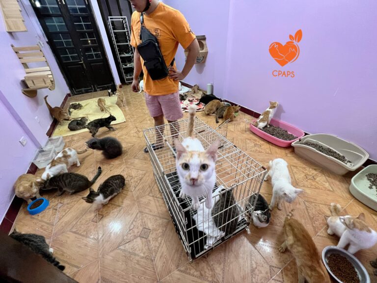 258147936 5212721588742853 7243993111107039084 n 768x576