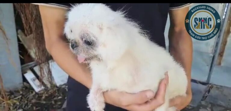 290698162 3219835834965794 786018084075908698 n 768x369