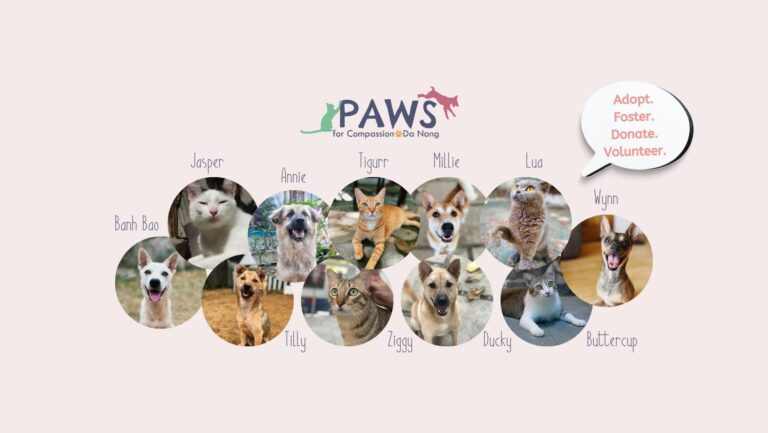 296723030 1690035981364406 1512691596483856409 n 768x433