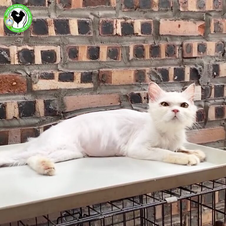 454007032 892042376299897 8605263322198578044 n 768x768