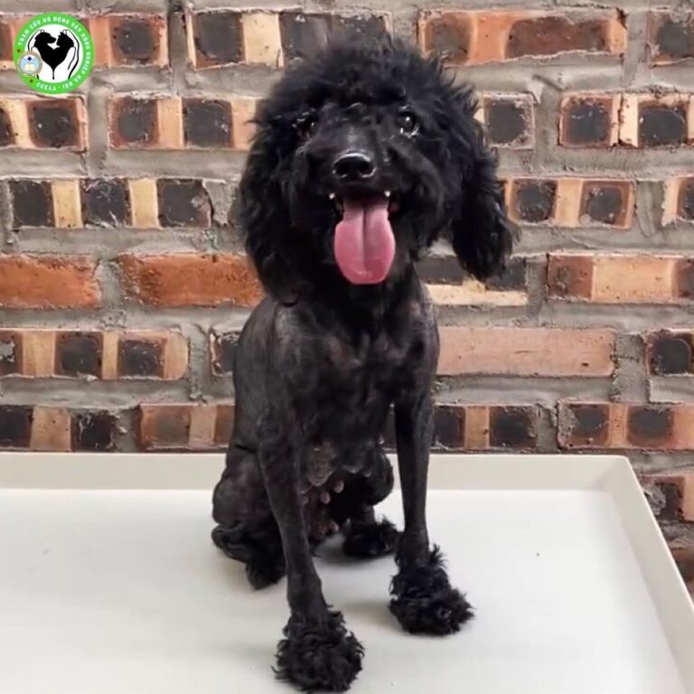 Sân Nhà Nhiều Chó 454263762 892042422966559 3225559511661913915 n 768x768