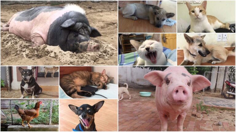 67581498 2522891241121157 5028321515704156160 n 768x430