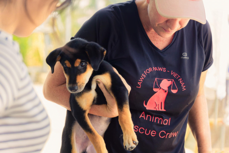 Sân Nhà Nhiều Chó Untitleddesign 7 768x512