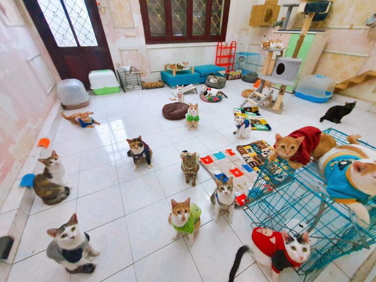 Nhận Nuôi Thú Cưng - Hanoi Pet Adoption b7ae8a65 6bf9 4fb8 ae3d 635a887ed5ef 768x576